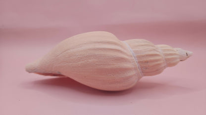 Fulgoraria Nagouchii Hashingi Display Shell – Natural Peach Toned Spiral 6.2" – seashells