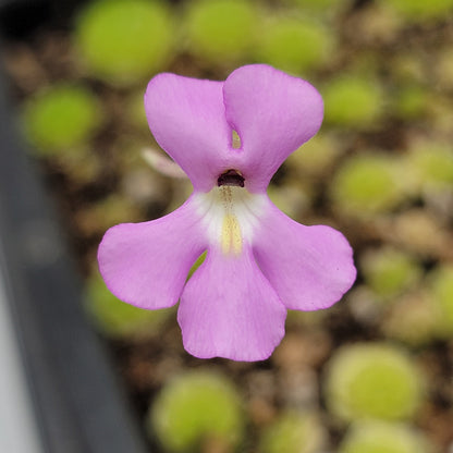 Pinguicula esseriana {Agua de León} – Rare Mexican Carnivorous Butterwort | Live Plant – Butterworts