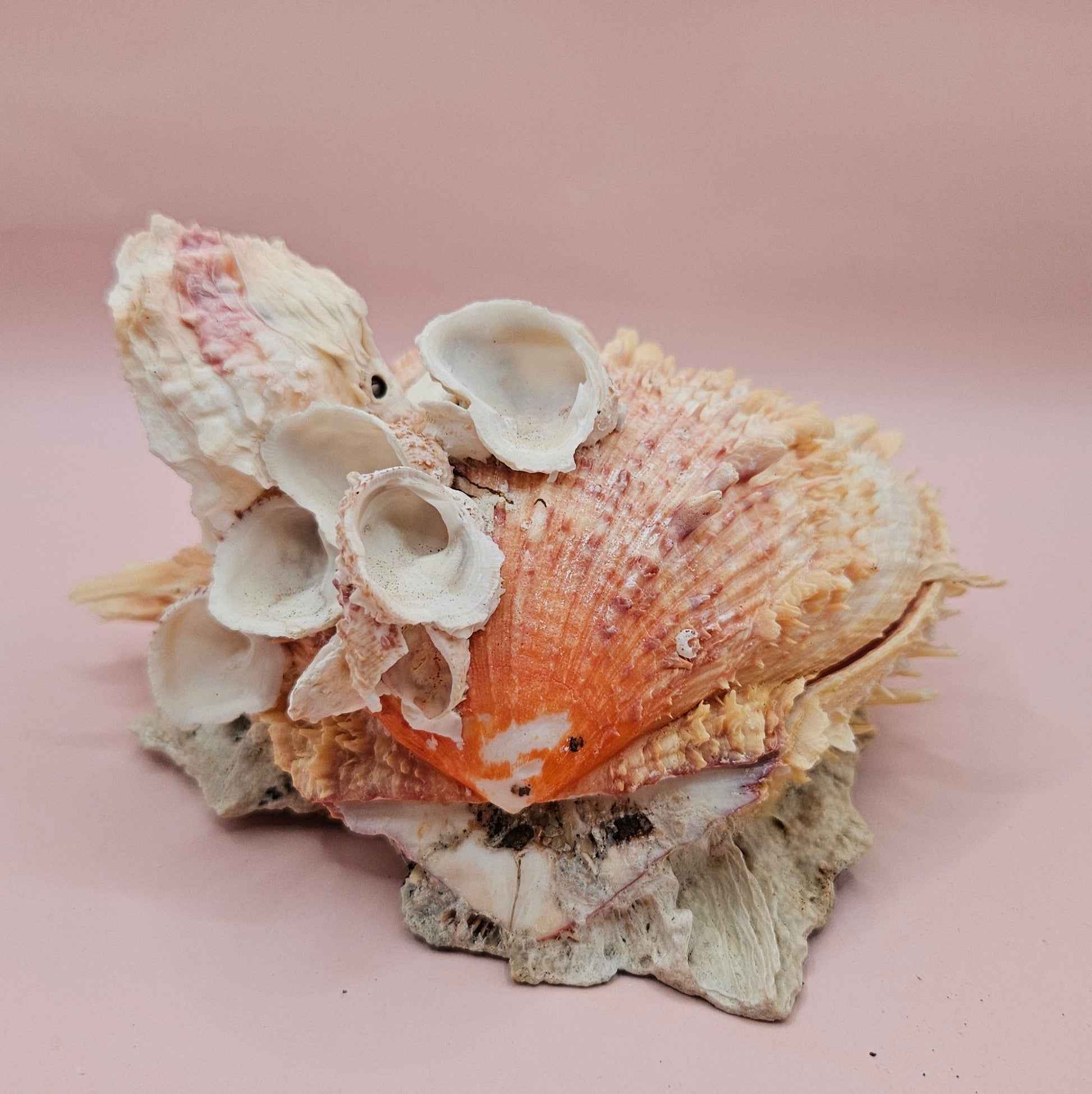 Spiked Spondylus Shell with Barnacles – Coastal Decor Display Shell 5.4" – Shells