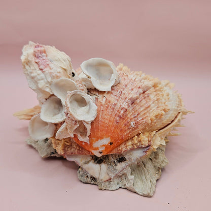 Spiked Spondylus Shell with Barnacles – Coastal Decor Display Shell 5.4" – Shells