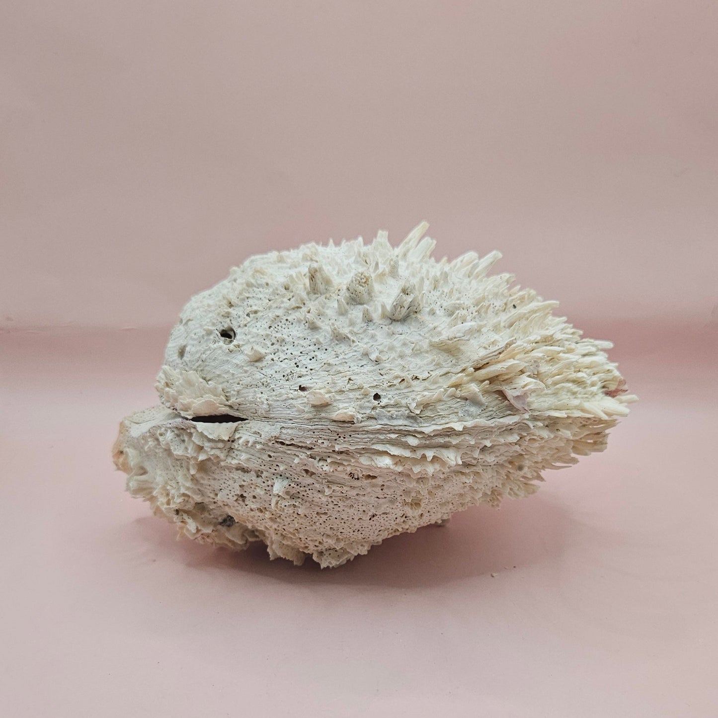 8" White Spondylus Shell with Natural Spikes – Coastal Textured Display Shell – Shells