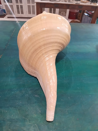 Australian Trumpet Shell 21" – Rare Syrinx aruanus Specimen – Shells