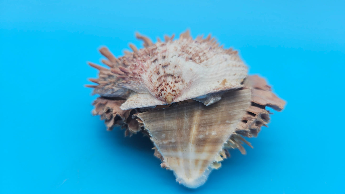 Spiny Spondylus Shell Pair 3.8" – Natural Purple-Toned Coastal Display Shell