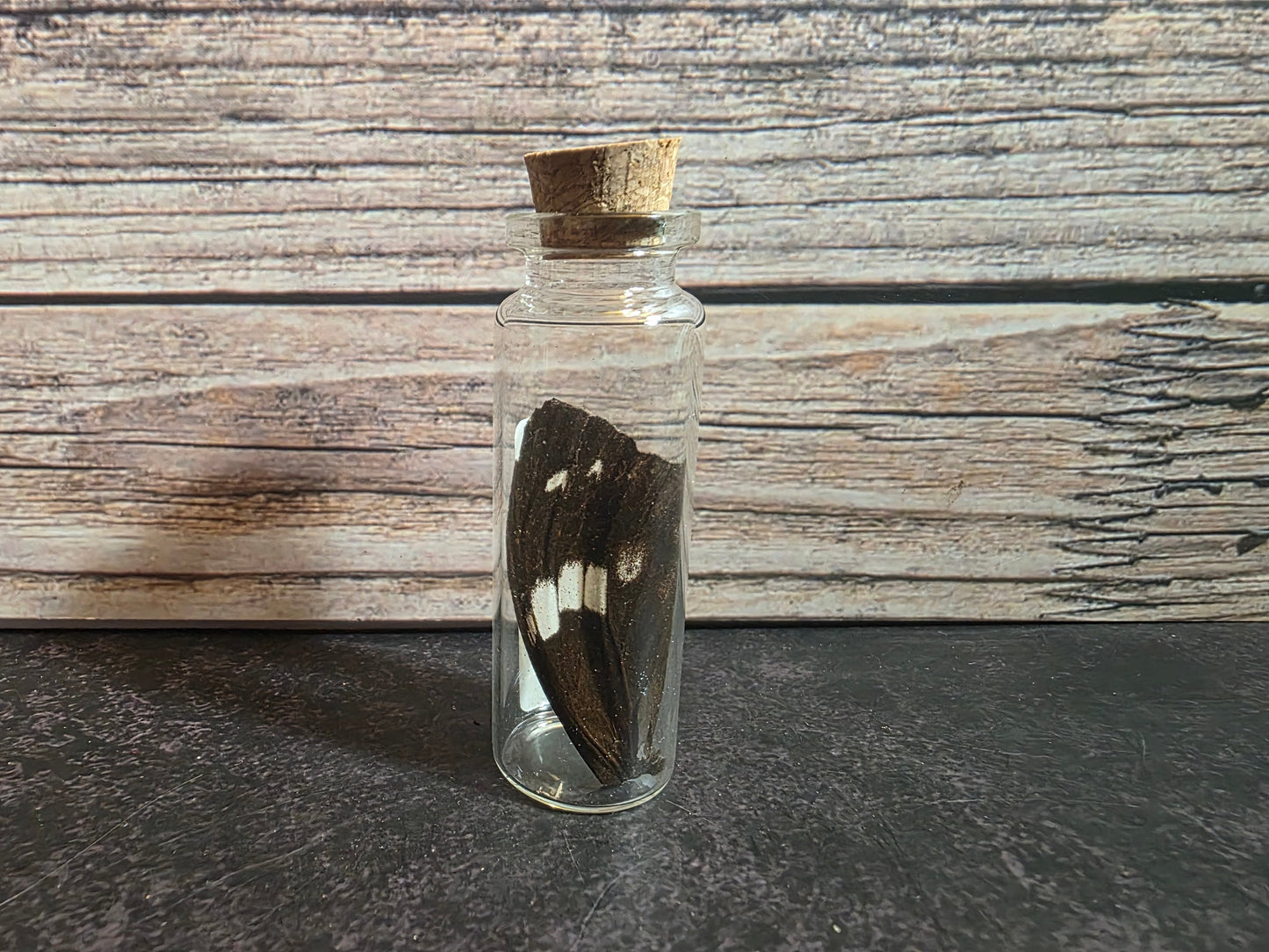 Butterfly Wing Curio Vial