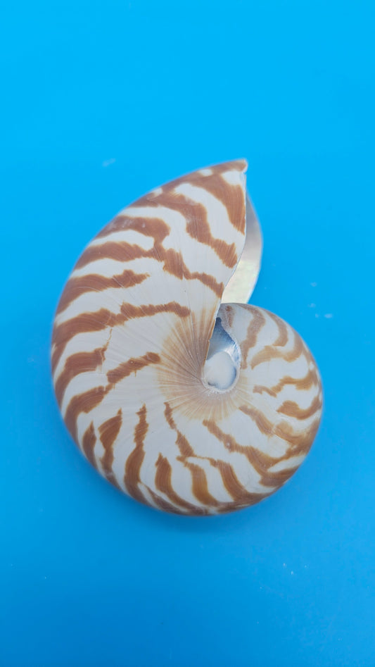 Chambered Tiger Nautilus Shell – Striking Natural Ocean Decor 3" (Nautilus pompilius) – Shells