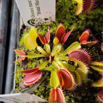Venus Flytrap 'Brutal Shark' – Live Carnivorous Plant – Venus flytrap