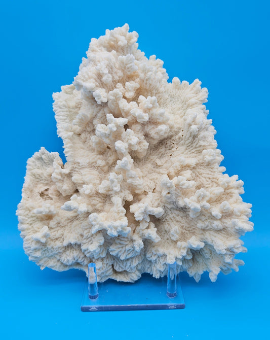 Large Merulina Coral Specimen 11.5" Vintage White Textured Coral Display – Coral