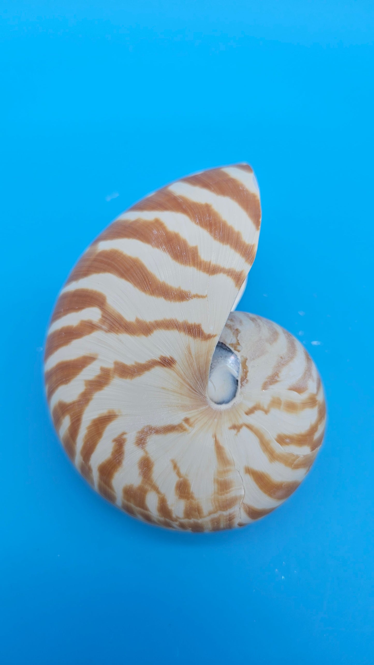 Chambered Tiger Nautilus Shell – Striking Natural Ocean Decor 4" Nautilus pompilius – Shells