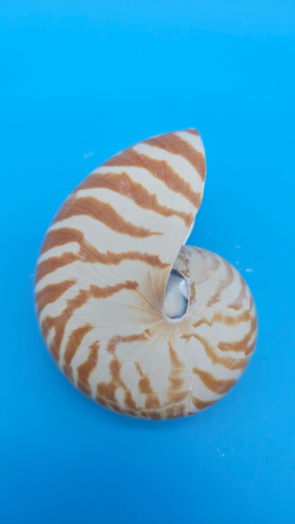 Chambered Tiger Nautilus Shell – Striking Natural Ocean Decor 4" Nautilus pompilius – Shells
