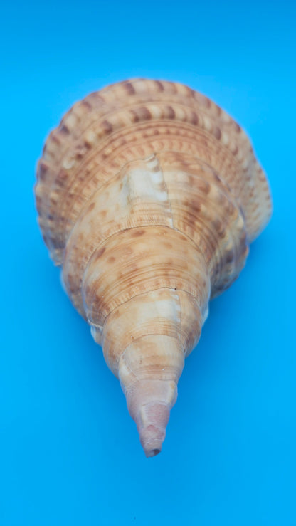Blonde Golden Triton Shell – 9.75" Coastal Display Piece (CHARONIA VARIEGATA) – Shells