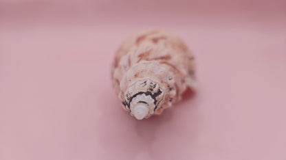 Fulgoraria Pervostiana angulosa Shell – 5.7" Natural Display Shell with Earthy Tones – seashells