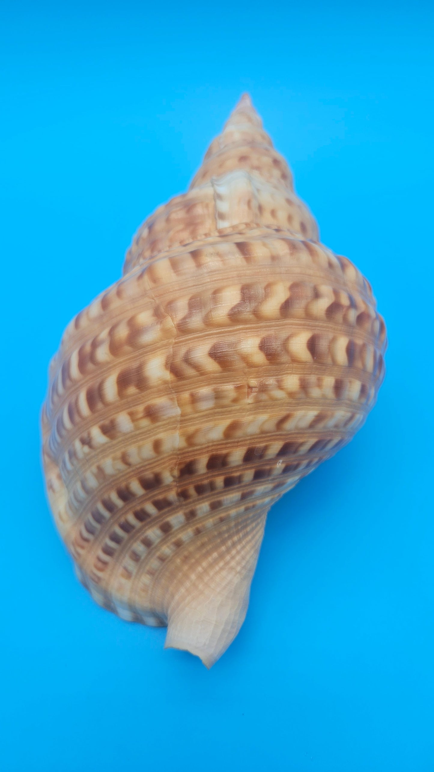 Blonde Golden Triton Shell – 9.75" Coastal Display Piece (CHARONIA VARIEGATA) – Shells