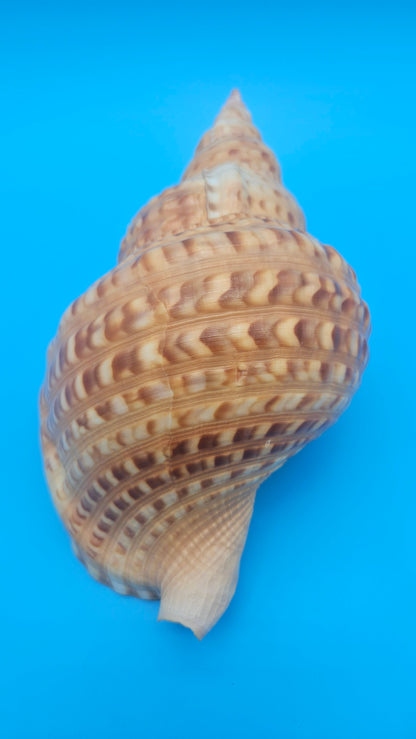 Blonde Golden Triton Shell – 9.75" Coastal Display Piece (CHARONIA VARIEGATA) – Shells