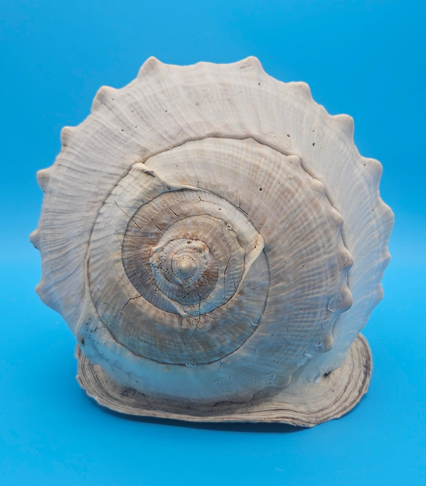 Large Queen Helmet Display Shell - Premium Coastal Home Decor Specimen 11.5" (Cassis Madagascariensis) – Shells