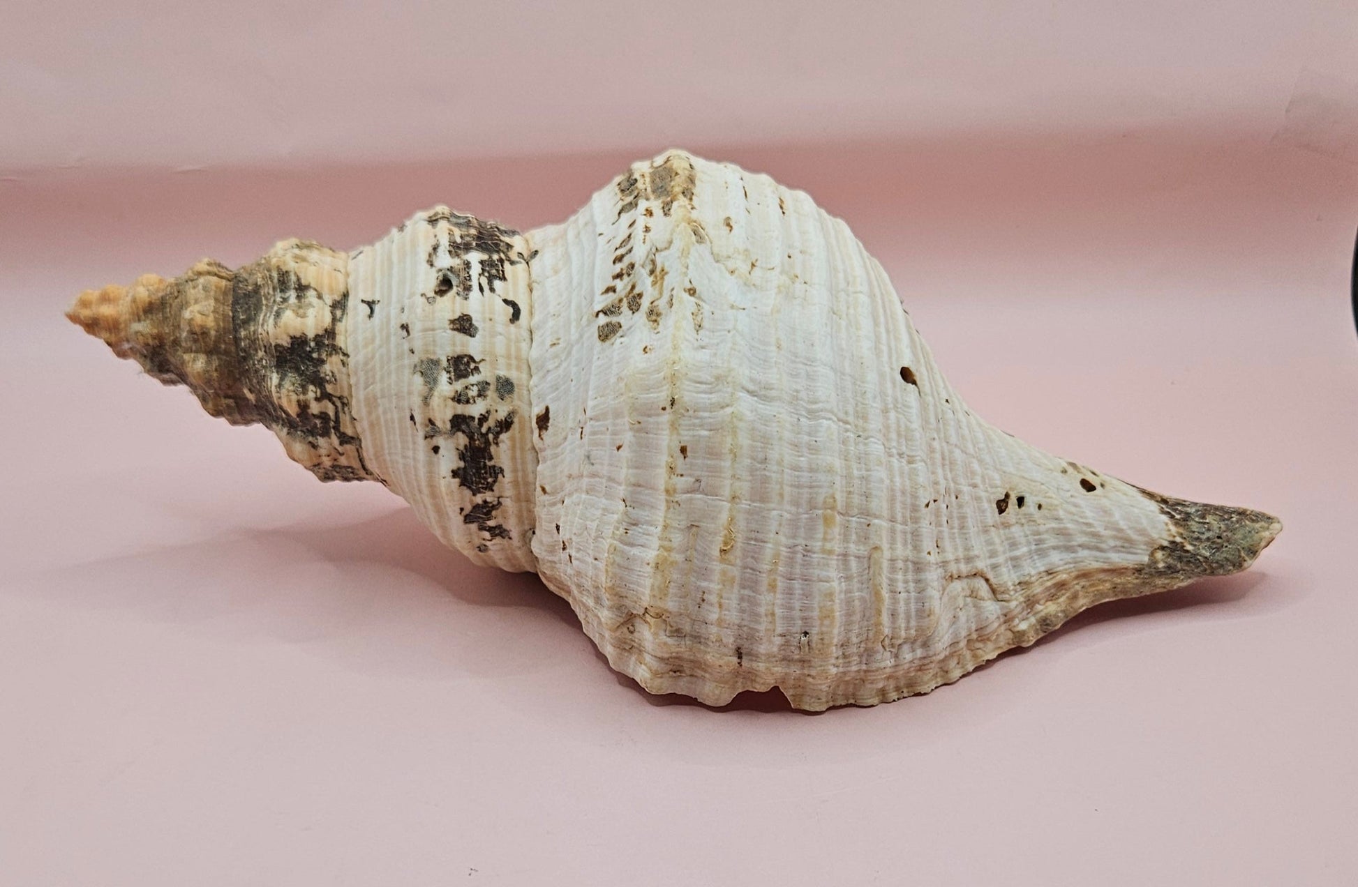 Large Horse Conch Shell – 10" Natural Coastal Display Shell – Shellls