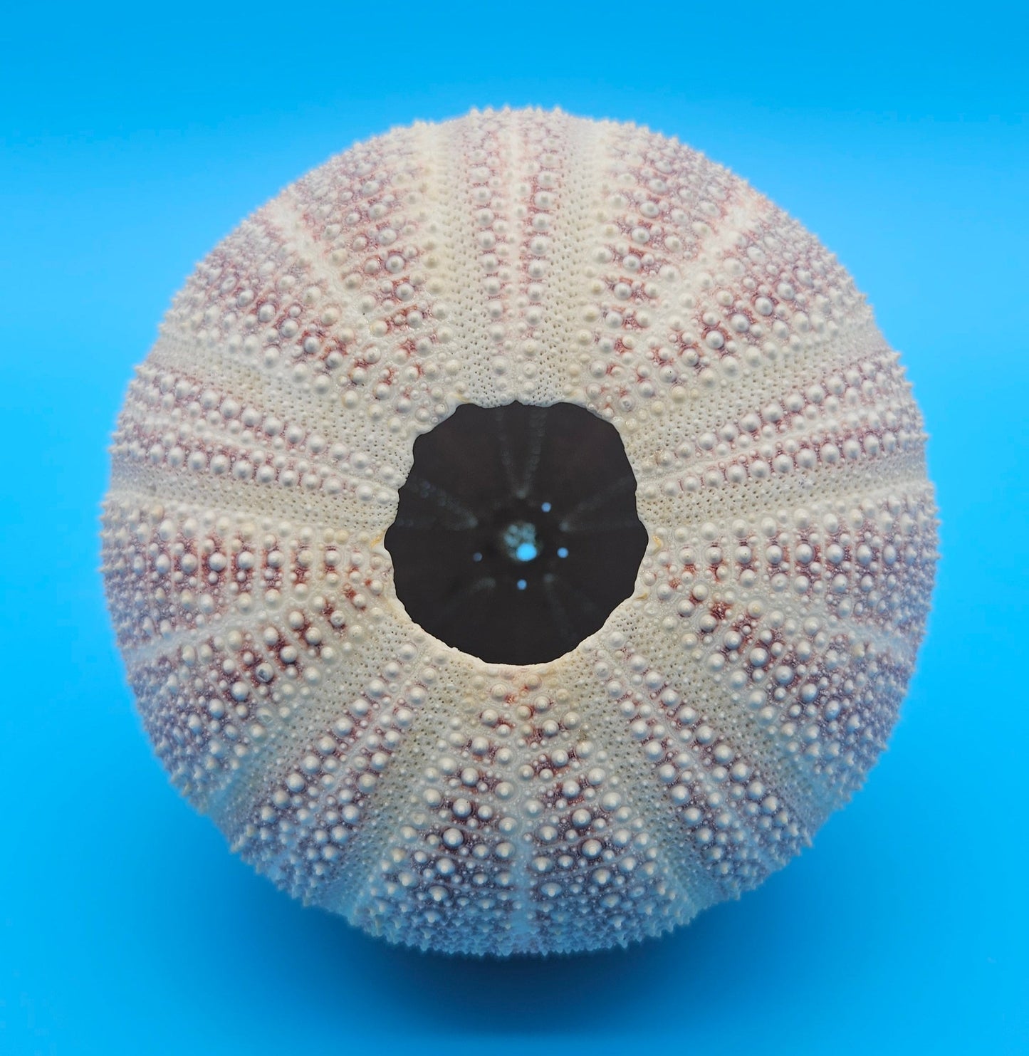 English Channel Urchin Shell – 5" Coastal Display Piece
