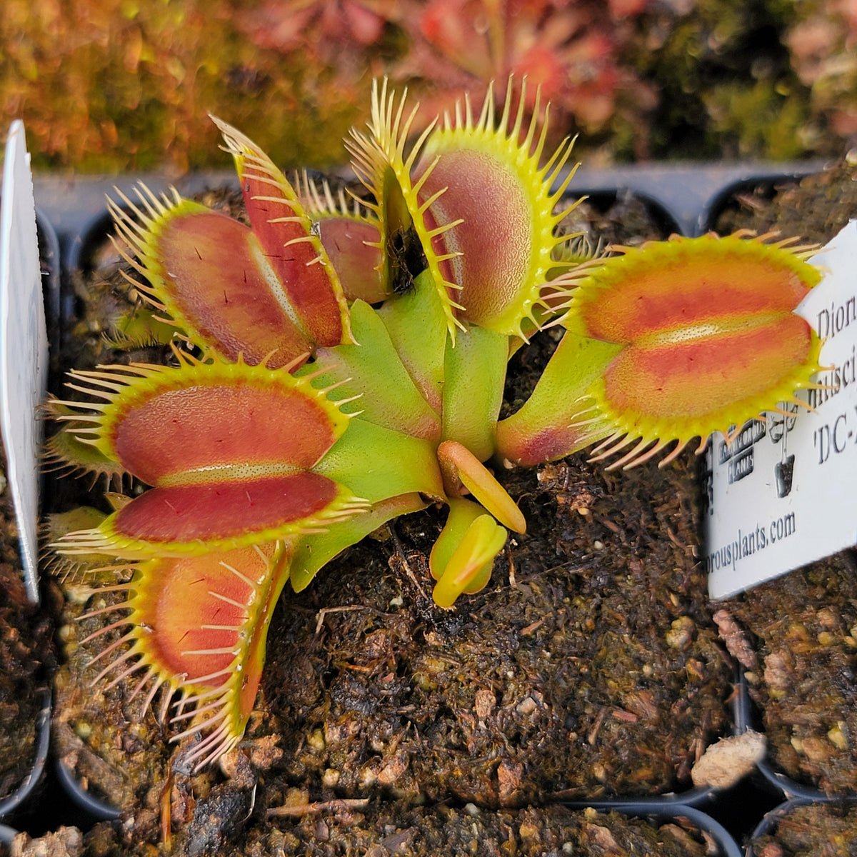 DC-XL Venus Flytrap – Live Carnivorous Plant, 2.5" Pot – Venus flytrap