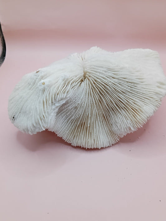 Vintage White Mushroom Coral- Fungia fungites- Plate Disc Shape