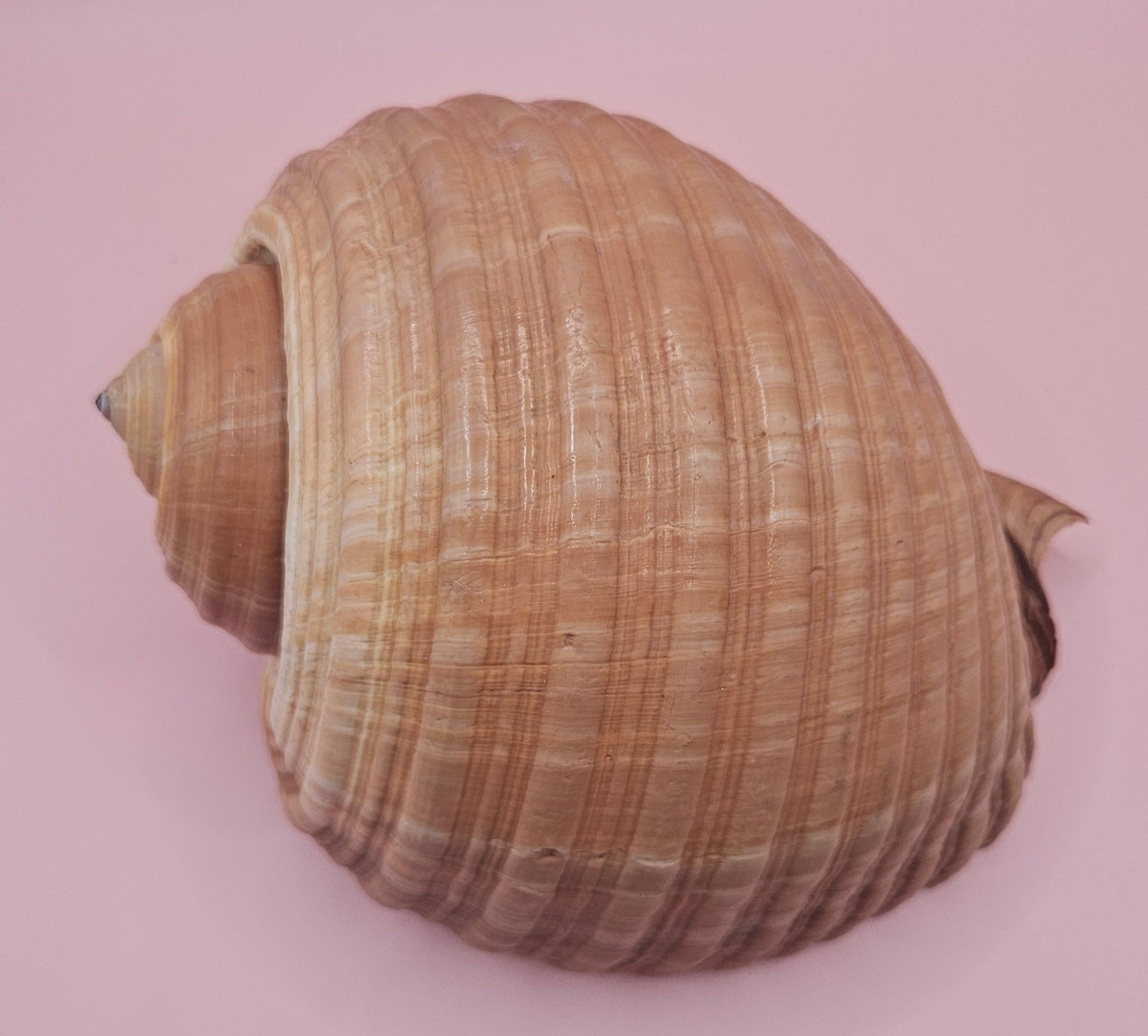 Natural Tonna Shell – 6.75" – Shellls