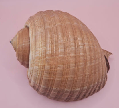Natural Tonna Shell – 6.75" – Shellls