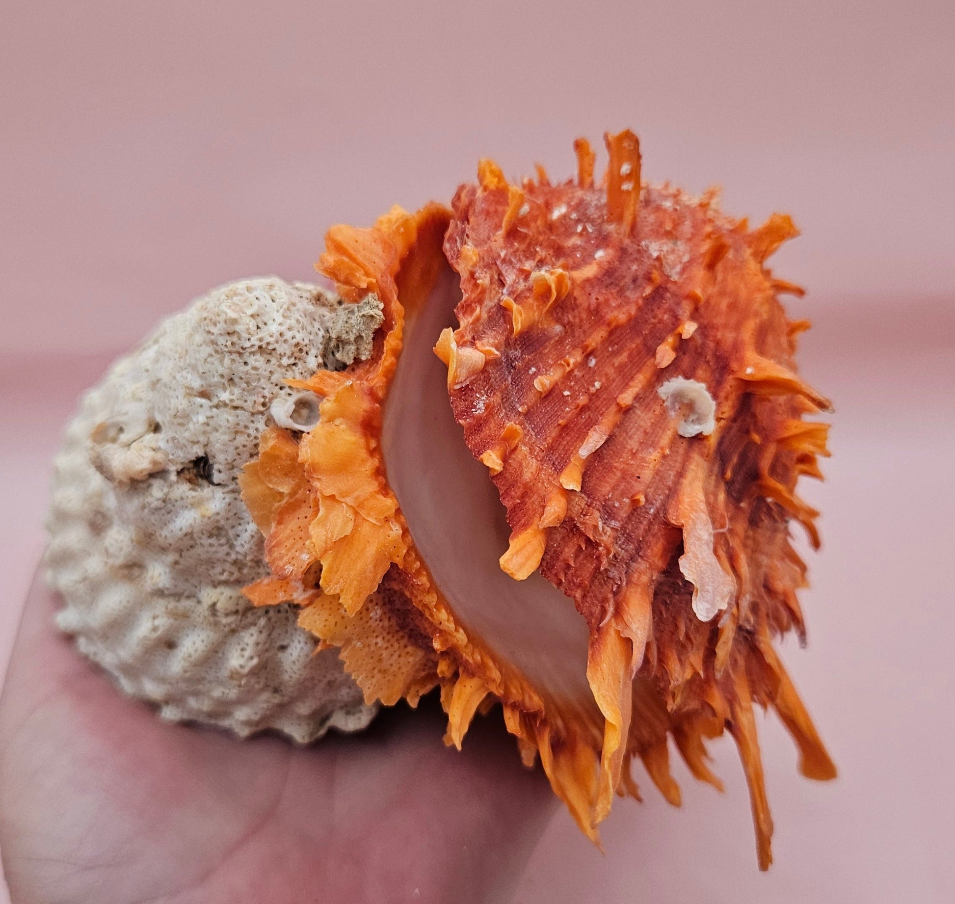 Princeps Spondylus Spiny Oyster Shell with Attached Undosa Astraea – Natural Ocean Display 6x5x4 – Shells
