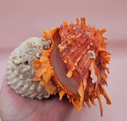 Princeps Spondylus Spiny Oyster Shell with Attached Undosa Astraea – Natural Ocean Display 6x5x4 – Shells