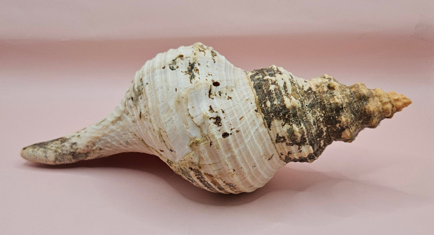 Large Horse Conch Shell – 10" Natural Coastal Display Shell – Shellls