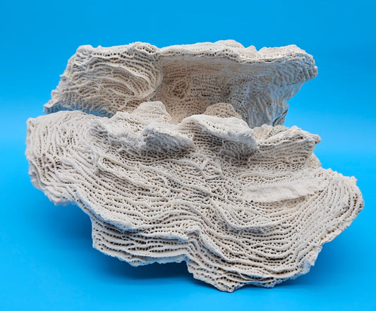 Large Elephant Skin Coral Specimen 13" Coastal Textured Vintage Display – Coral