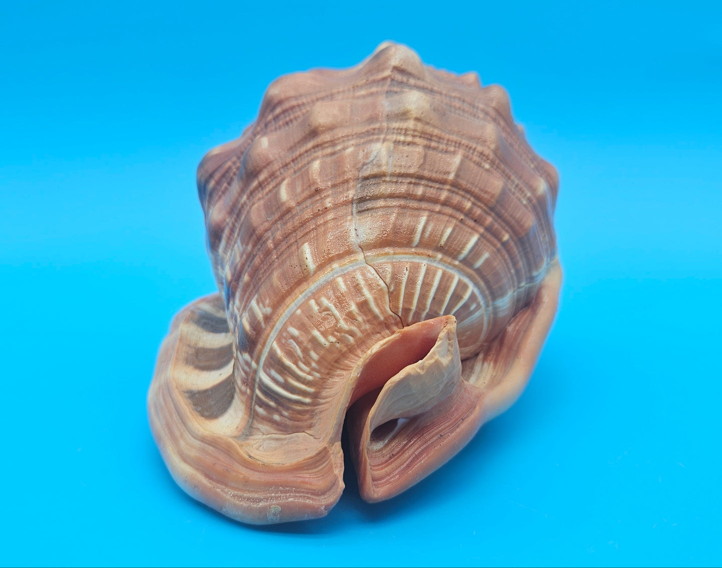Select Bullmouth Cameo Helmet Shell 7x5x4 Display – Shells