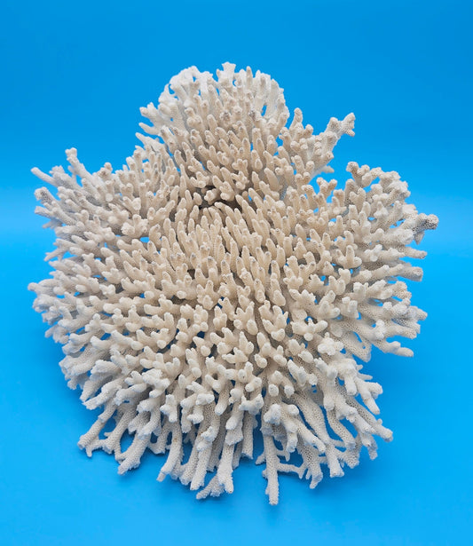 Vintage Table Coral Specimen - Natural Coastal Home Decor Piece – Coral