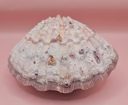 Lions Paw Shell 5.75" - Natural Seashell Decor – seashells