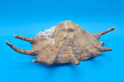 Large Perio Lambis Truncata Display Shell – Premium Coastal Home Decor Specimen (Lambis truncata)