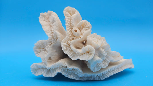 Vintage Candy Cane Coral Specimen - Natural Coastal Home Decor Piece – Coral