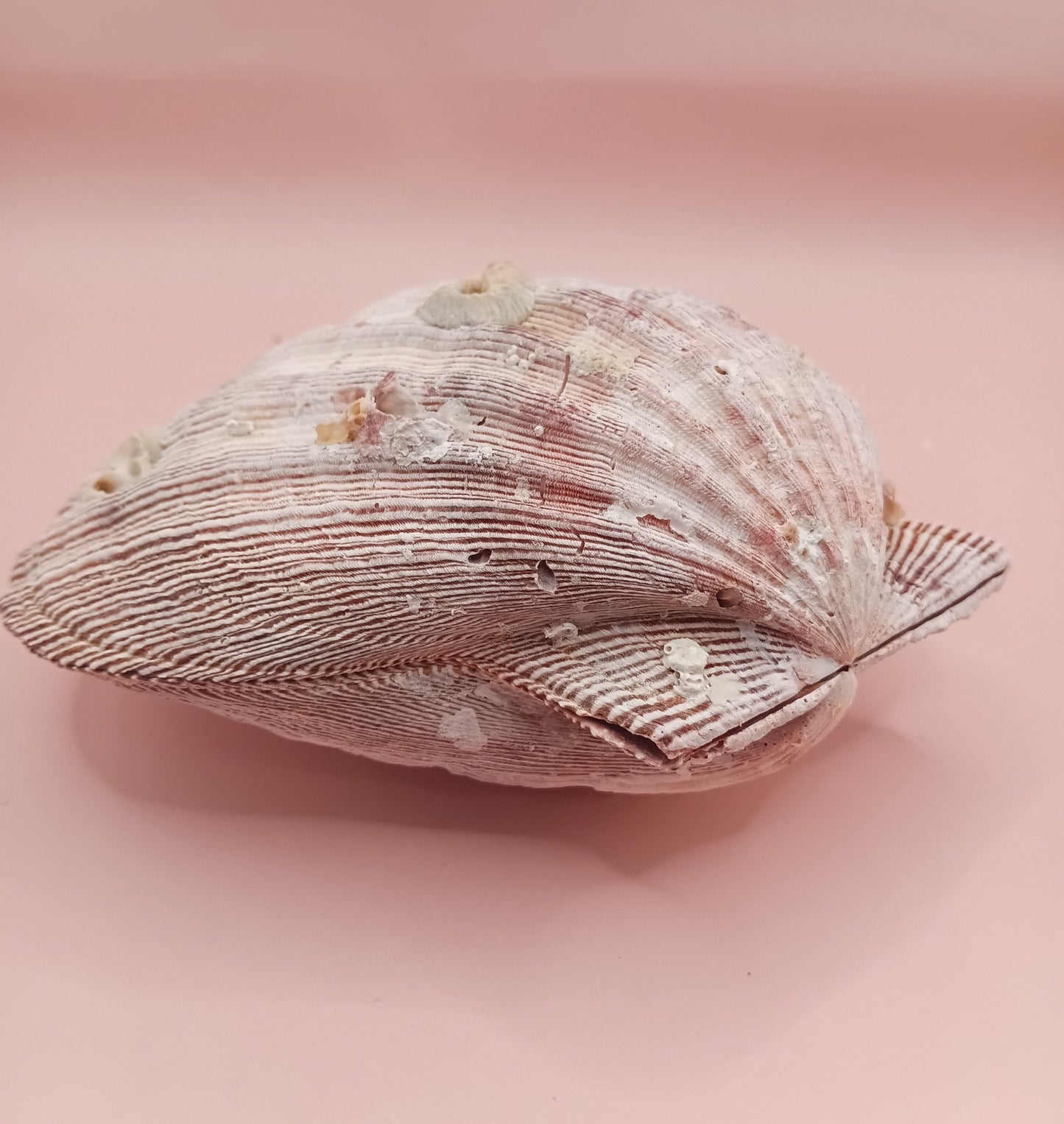 Natural Lion's Paw Seashell Pair – 5.5" x 5.0" – Coastal Display Accent – seashells