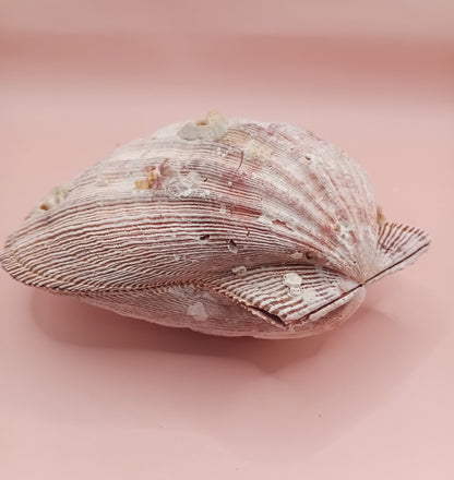 Natural Lion's Paw Seashell Pair – 5.5" x 5.0" – Coastal Display Accent – seashells