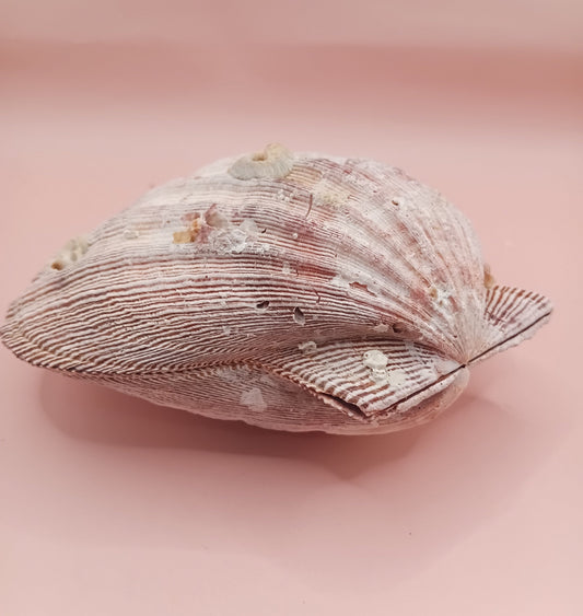 Natural Lion's Paw Seashell Pair – 5.5" x 5.0" – Coastal Display Accent – seashells