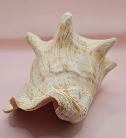 Large Atlantic Conch Shell 9.75" Natural Beach Display – Non-Pierced Coastal Decor – seashells