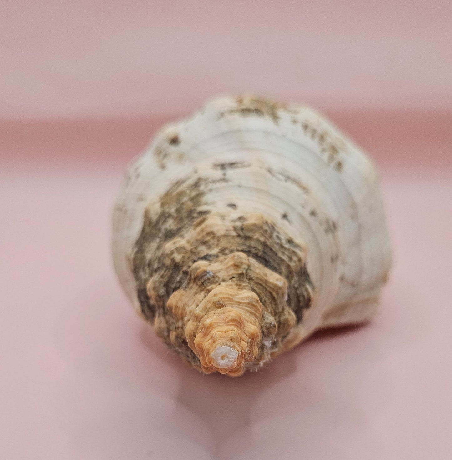 Large Horse Conch Shell – 10" Natural Coastal Display Shell – Shellls