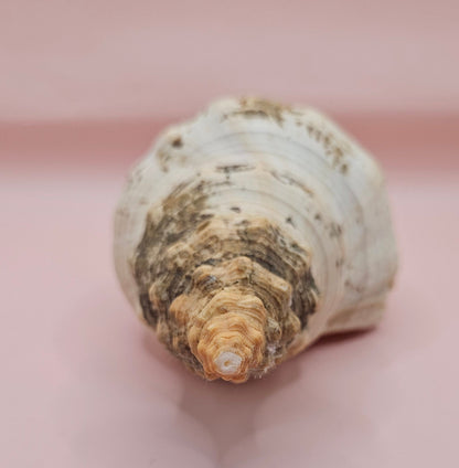 Large Horse Conch Shell – 10" Natural Coastal Display Shell – Shellls