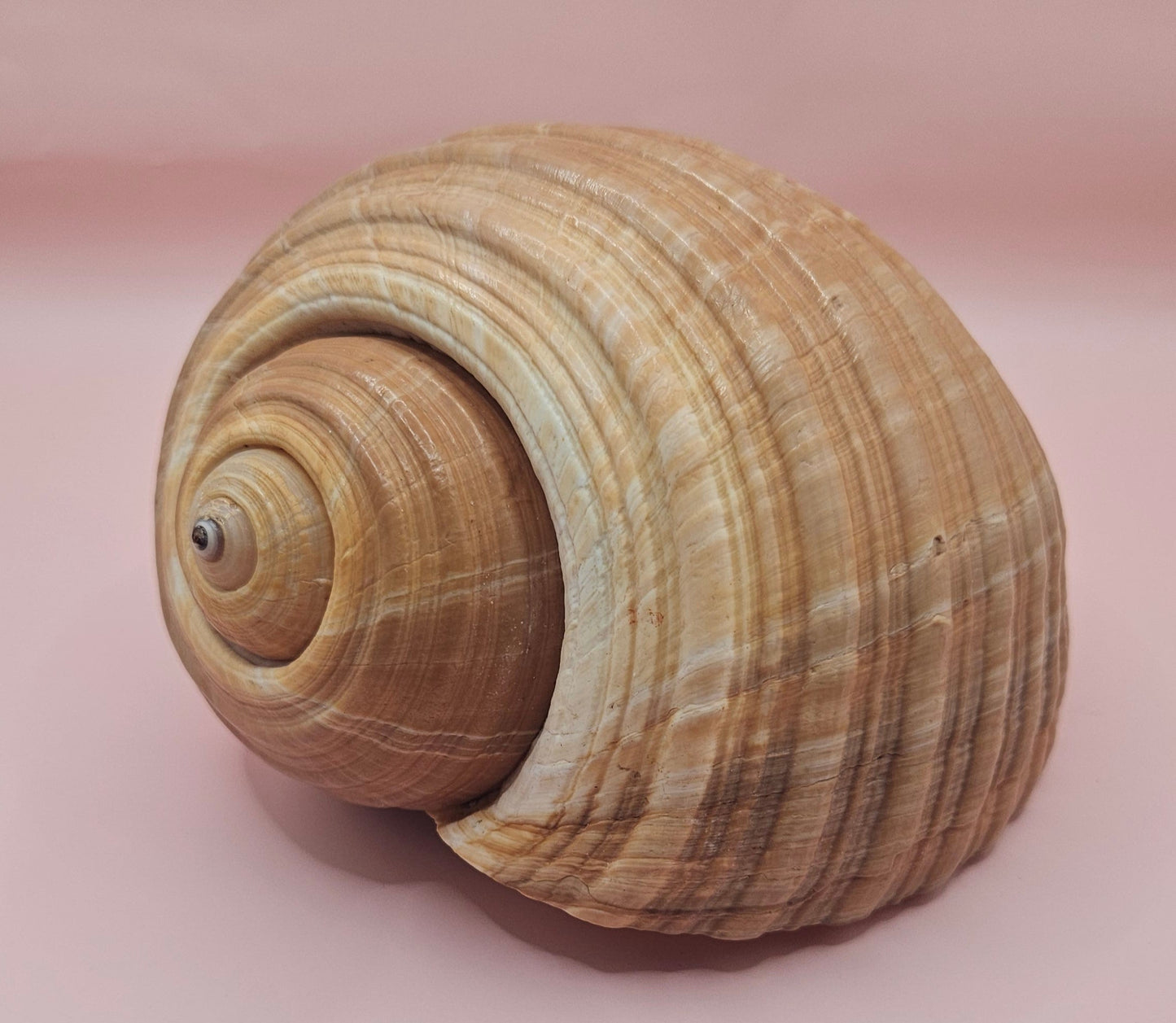 Natural Tonna Shell – 6.75" – Shellls