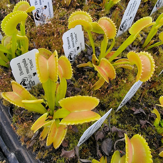 Venus flytrap (Dionaea muscipula) "Dente" – Venus flytrap