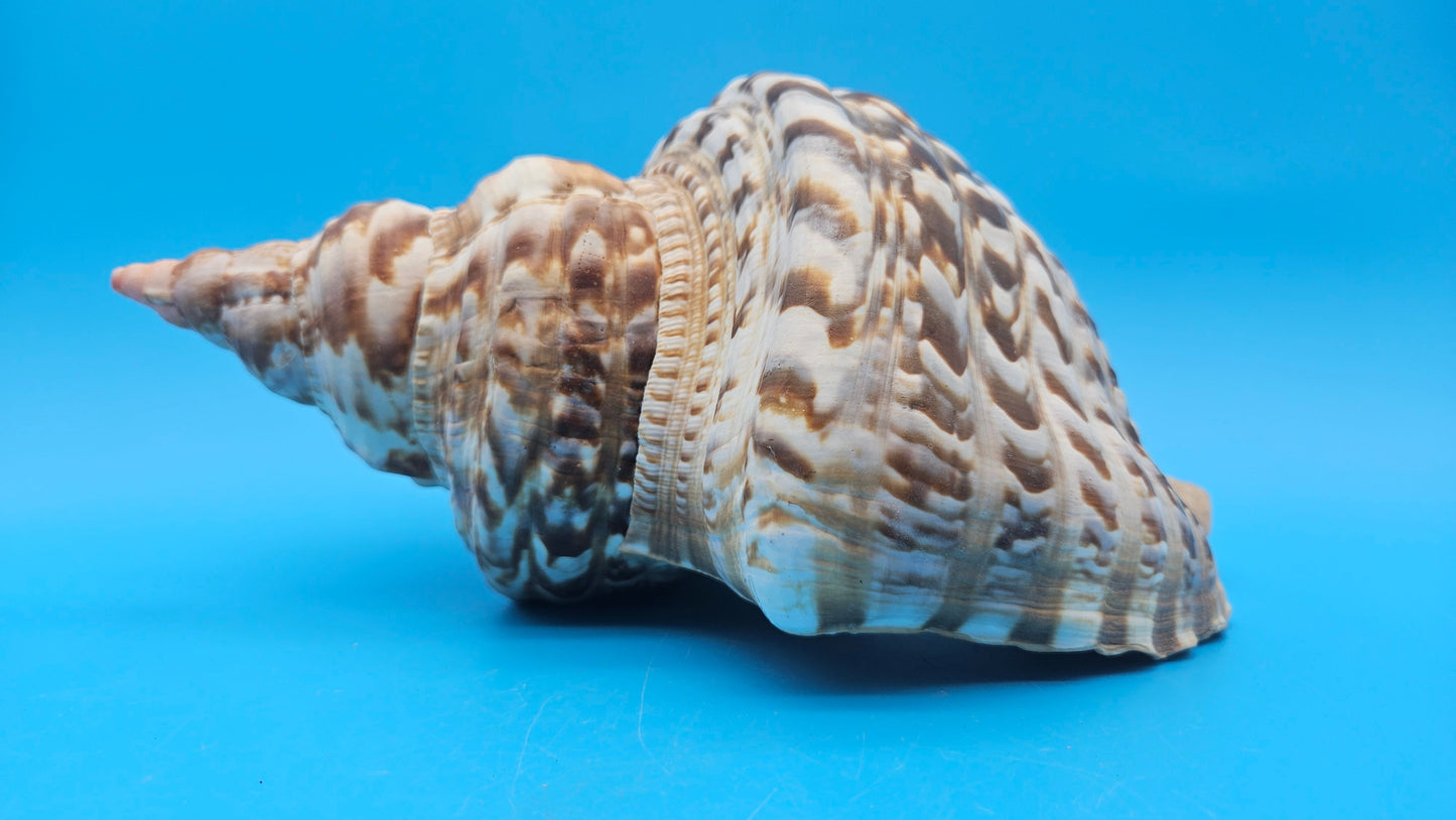 Caribbean Triton Shell – 10.5" Slight Mutation Display Piece Charonia variegata – Shells