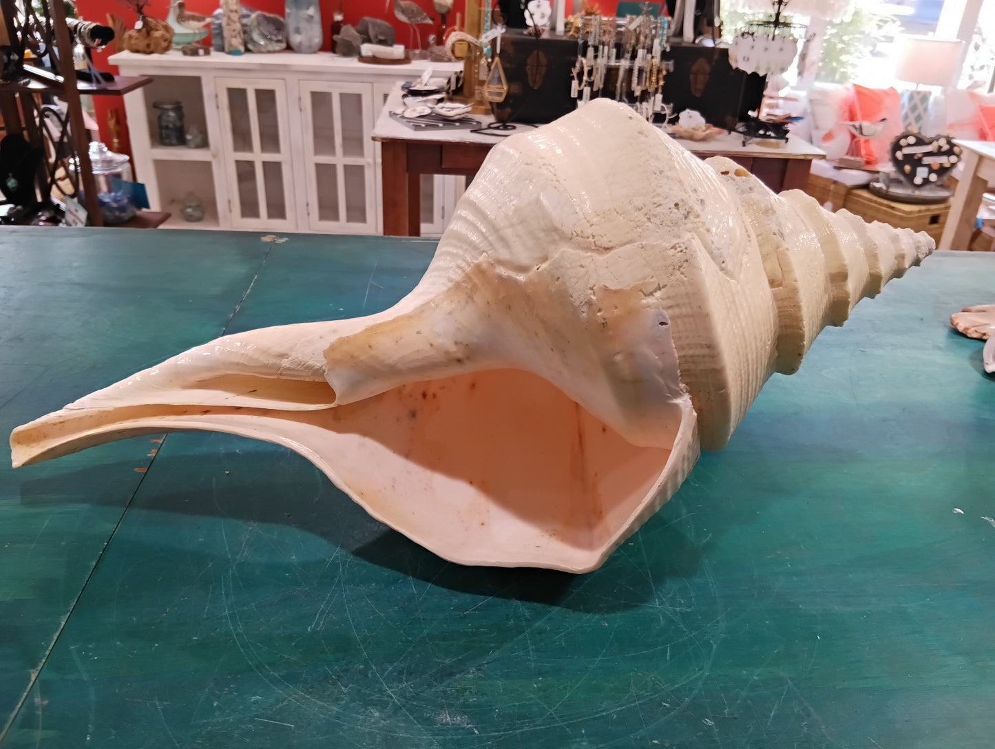 Large Australian Trumpet Shell 20" - Syrinx Aruanus – Shells