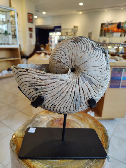 Nautiloid Fossil - Cretaceous Madagascar with Stand – Fossils