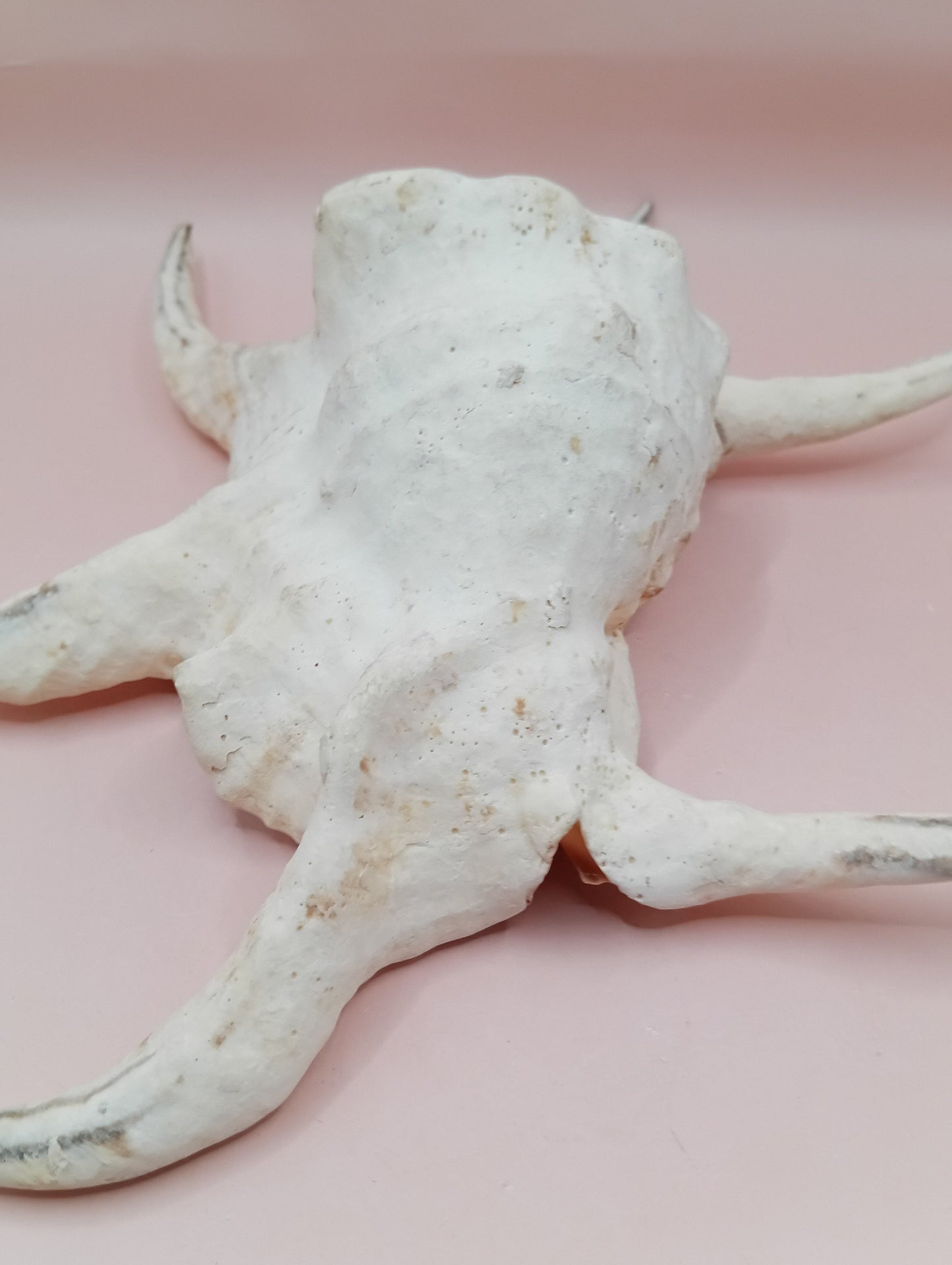 Lambis Chiragra Harpago Spider Conch Shell 9" | Coastal Display Specimen