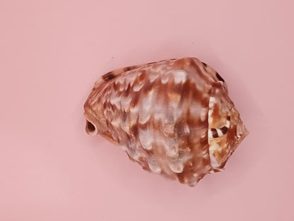 King Helmet Display Shell- Cassis flammea 4.8" – Shells