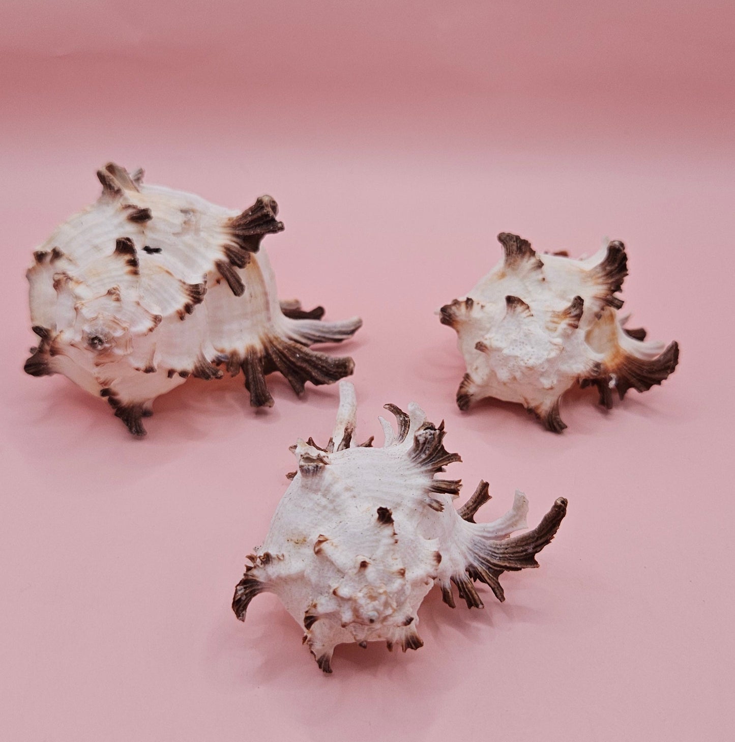 Trio of Murex Endive Shells | Coastal Display Decor | Spiked Sea Shells for Nautical Styling – Shells