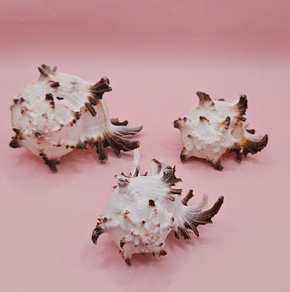 Trio of Murex Endive Shells | Coastal Display Decor | Spiked Sea Shells for Nautical Styling – Shells