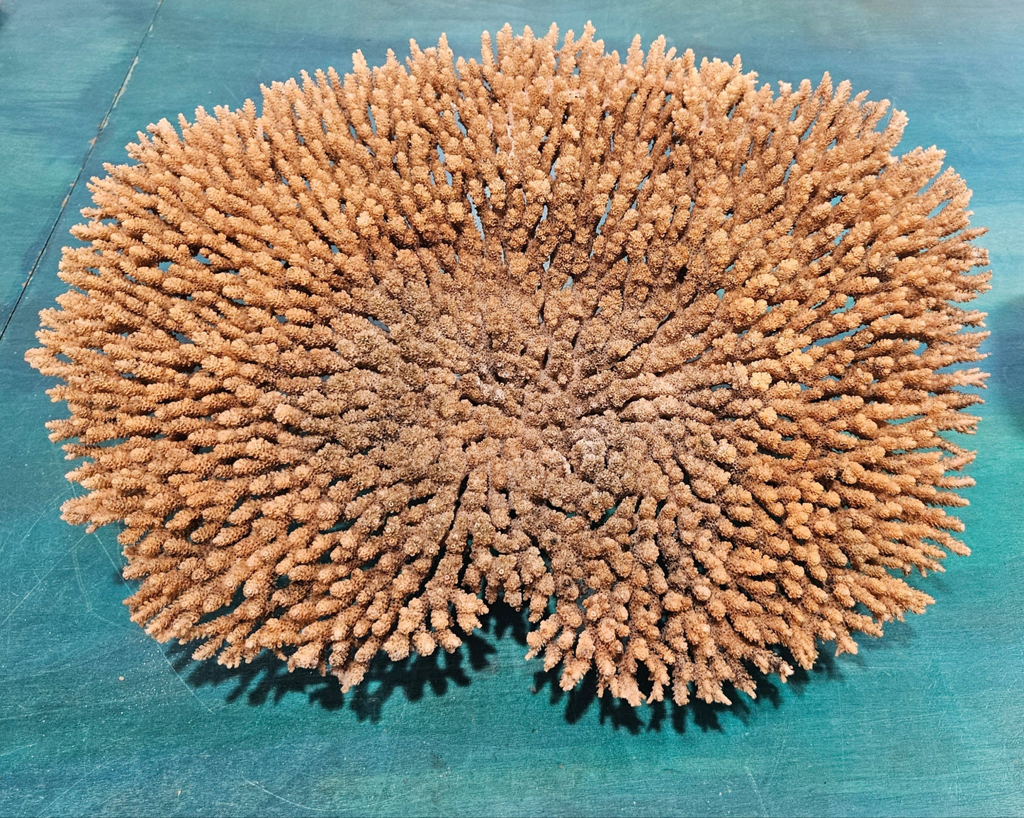 Natural Table- Special Plate Coral 15.75" – Coral