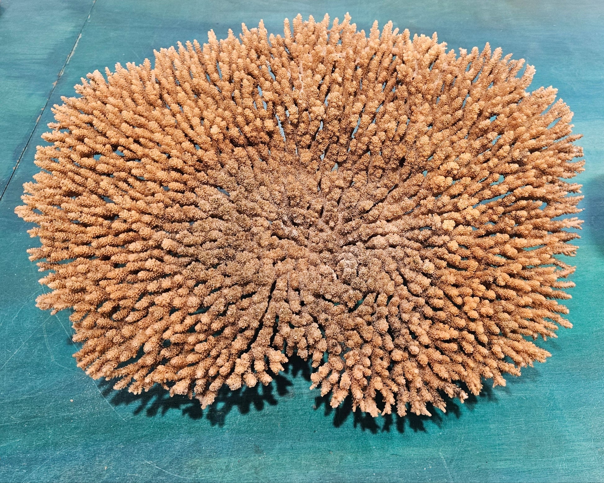 Natural Table- Special Plate Coral 15.75" – Coral